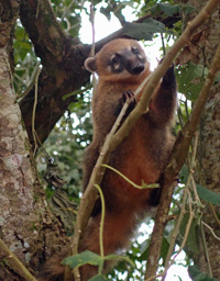 coati